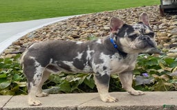 French Bulldog dogs for sale: Nila - Image 28