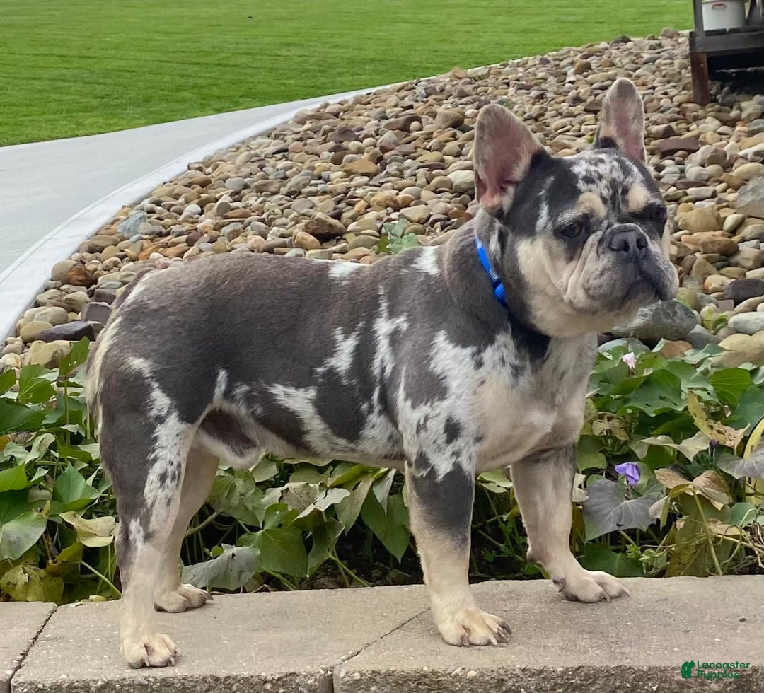French Bulldog dogs for sale: Nila - Image 28