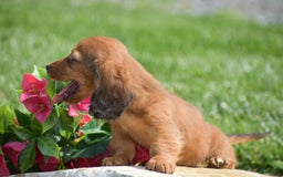 Miniature Dachshund dogs for sale: Dallas - Image 7