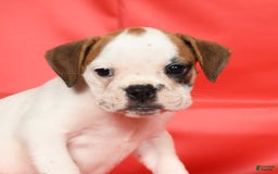 Beabull dogs for sale: Katie - Image 2