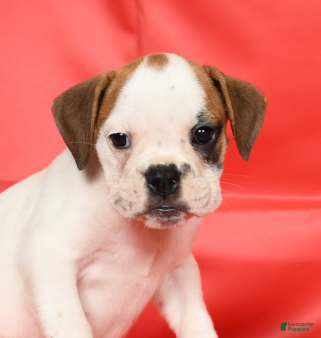 Beabull dogs for sale: Katie - Image 2