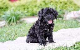 Portuguese Water Dog dogs for sale: Portuguese Water Dog 5 puppies - Image 9
