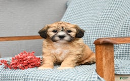 Shihpoo dogs for sale: Owen - Image 1