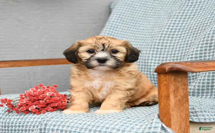 Shihpoo dogs for sale - Ad 1