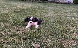 Cavalier King Charles Spaniel dogs for sale: Cavalier King Charles Spaniel 5 puppies - Image 13