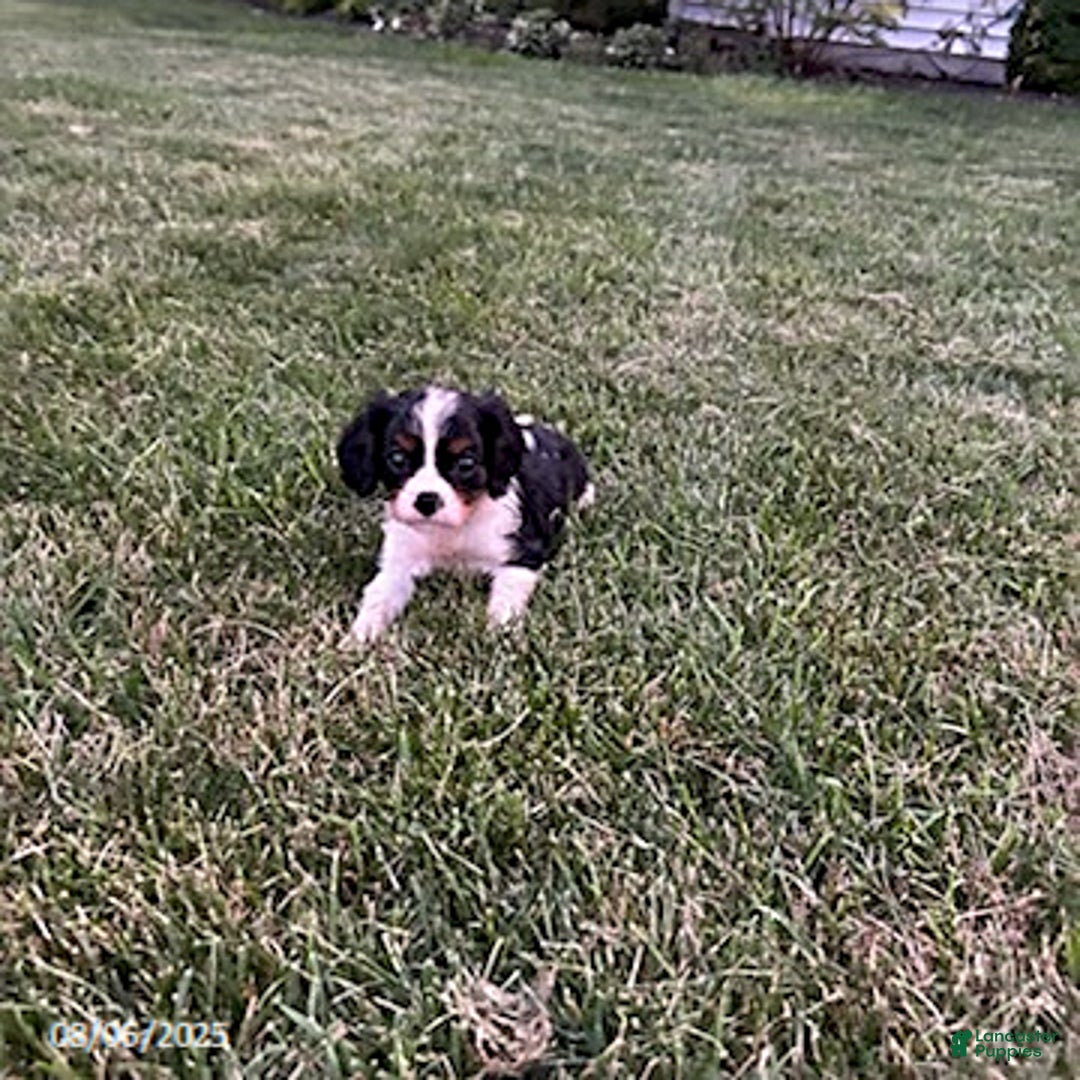 Cavalier King Charles Spaniel dogs for sale: Cavalier King Charles Spaniel 5 puppies - Image 13