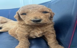 Goldendoodle dogs for sale: Maple - Image 1