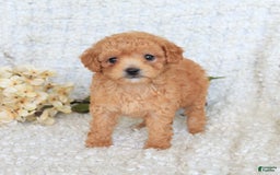 Toy Poodle dogs for sale: Bodhi - Image 3