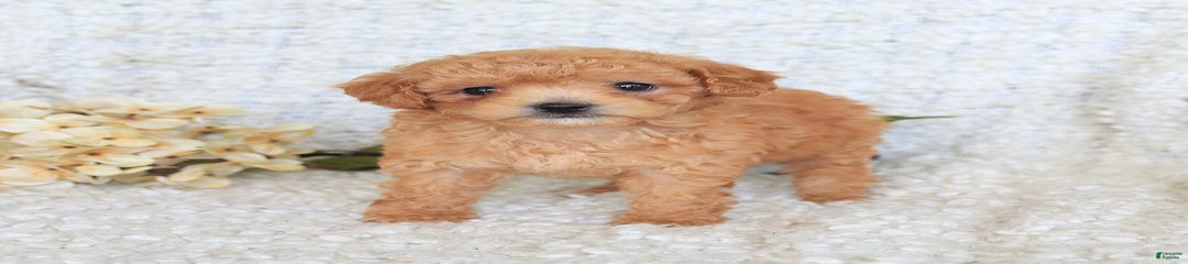 Bodhi