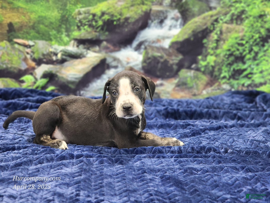 Catahoula Leopard Dog dogs for sale: Luna 2025 Male 1 - Image 6