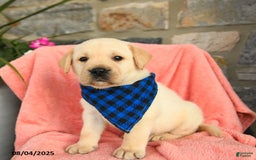 Labrador Retriever dogs for sale: Labrador Retriever 6 puppies - Image 22