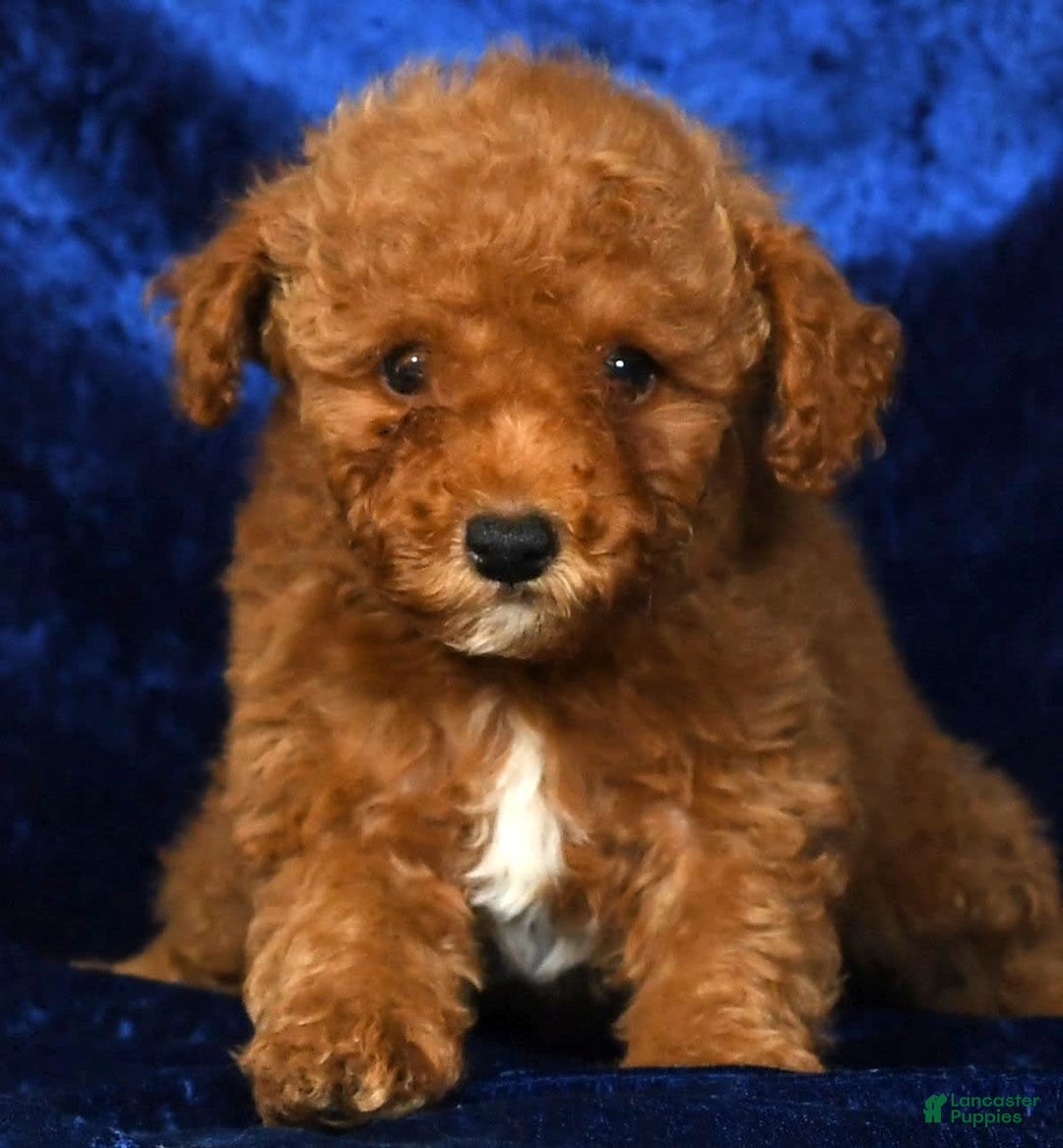 Mini Goldendoodle dogs for sale: Diva - Image 9