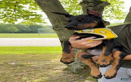 Doberman Pinscher dogs for sale: Banana - Image 14