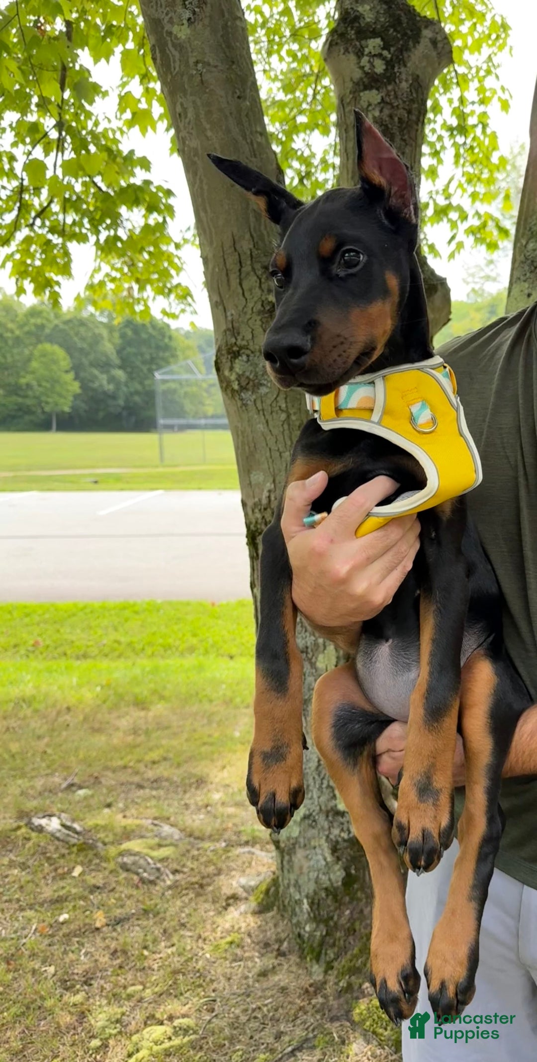 Doberman Pinscher dogs for sale: Banana - Image 14
