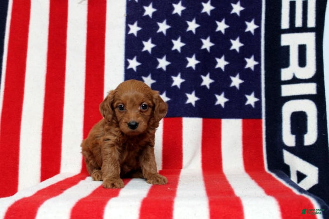 Mini Goldendoodle dogs for sale: Paparika - Image 2