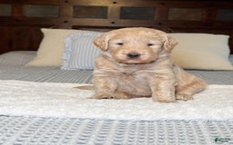 Labradoodle dogs for sale: Maple - Image 1