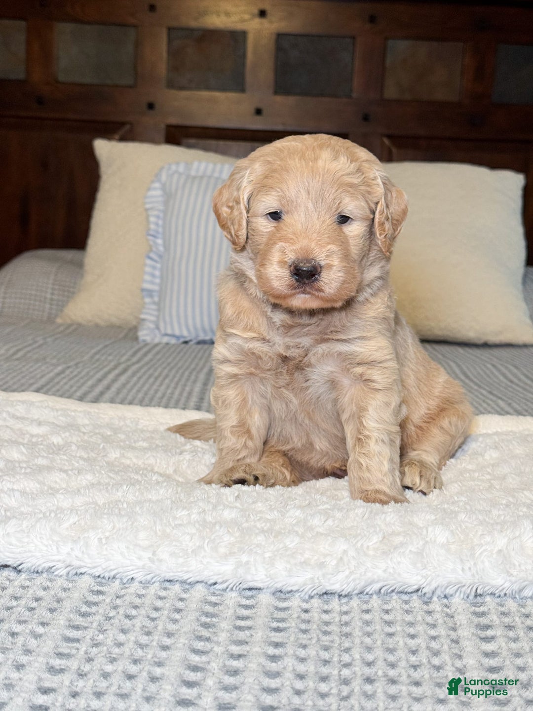 Labradoodle dogs for sale: Maple - Image 1