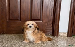 Lhasa Apso dogs for sale: Cora - Image 3