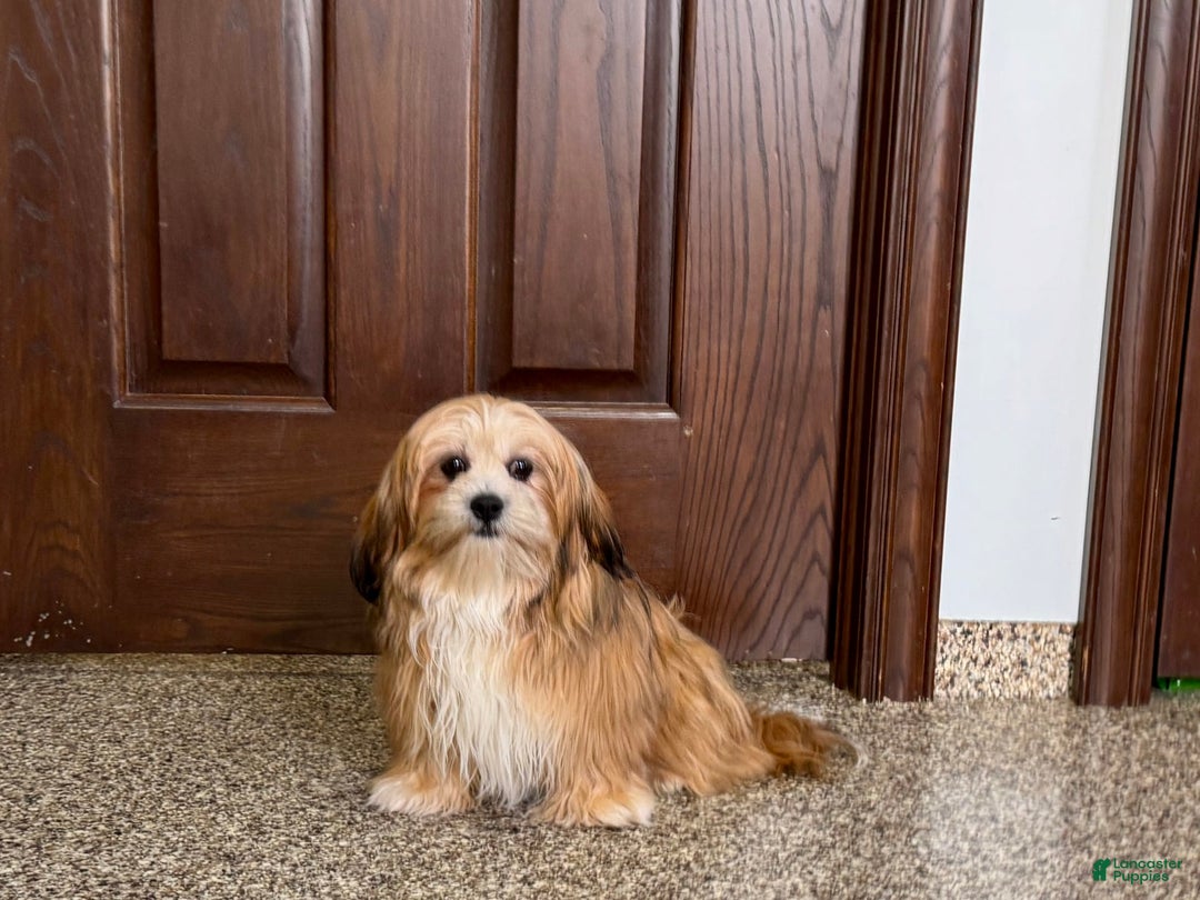 Lhasa Apso dogs for sale: Cora - Image 3
