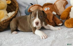 Great Dane dogs for sale: Jack - Image 1