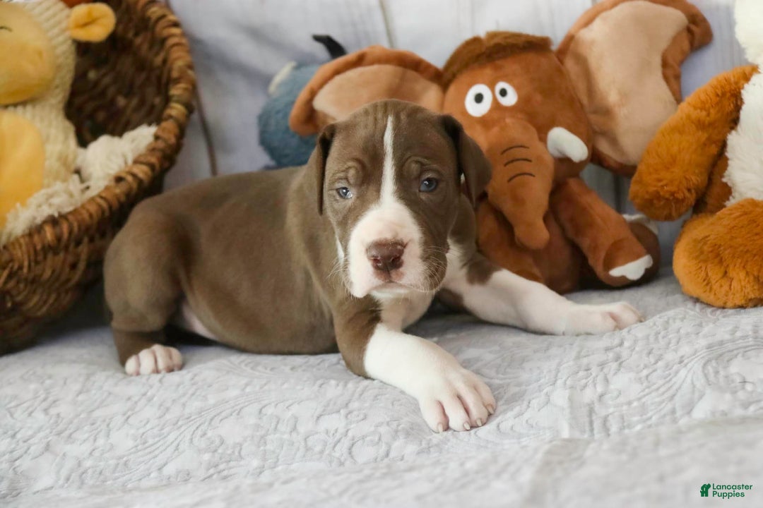 Great Dane dogs for sale: Jack - Image 1