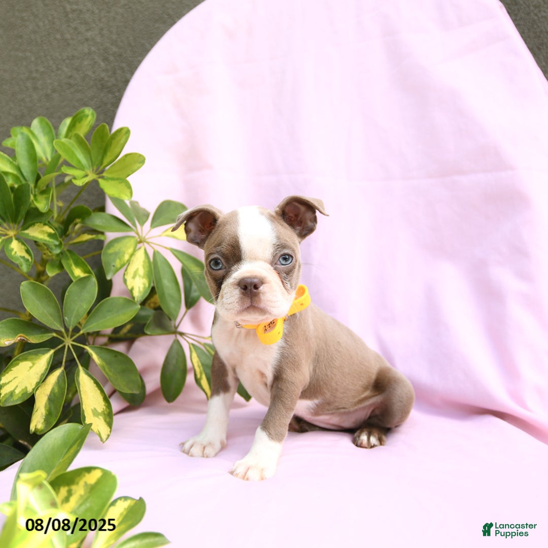 Boston Terrier dogs for sale: Verona - Image 5