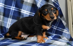 Miniature Dachshund dogs for sale: Sammy - Image 3