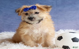 Yochon dogs for sale: Tobias - Image 9