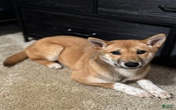 Shiba Inu dogs for sale: Sera - Image 2