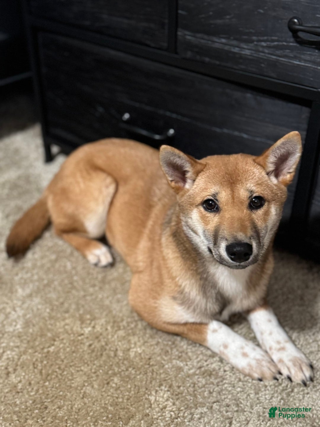 Shiba Inu dogs for sale: Sera - Image 2