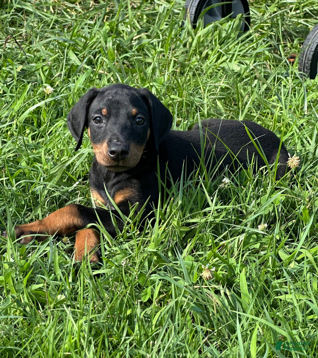 Doberman Pinscher dogs for sale: Delilah - Image 6