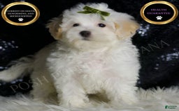 Maltipoo dogs for sale: Chucky - Image 2