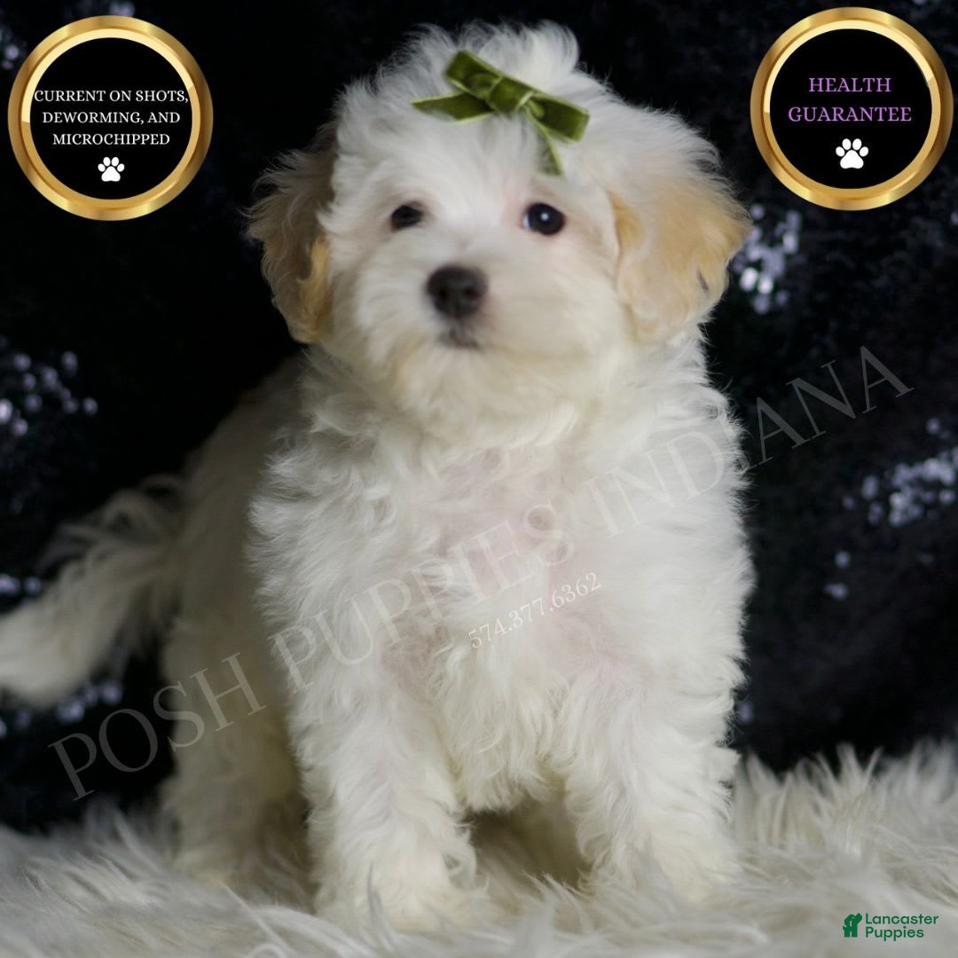 Maltipoo dogs for sale: Chucky - Image 2