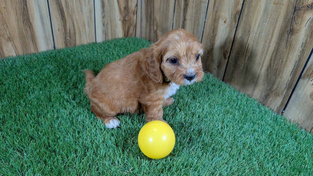 Cavapoo dogs for sale: Honeycomb Girl 10 - Image 8