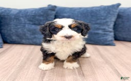 Mini Bernedoodle dogs for sale: Raven - Image 5