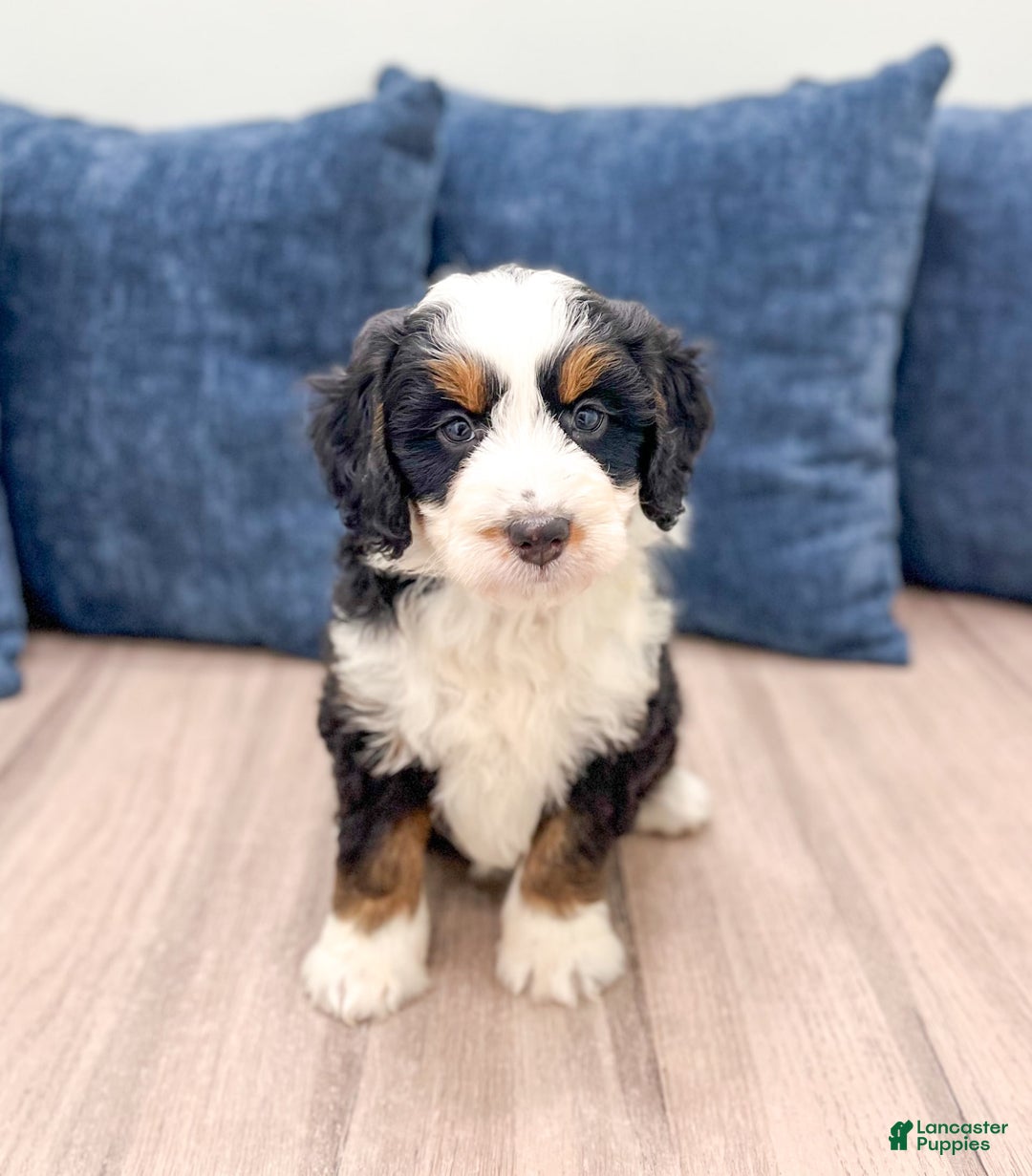 Mini Bernedoodle dogs for sale: Raven - Image 5