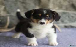 Welsh Corgi Pembroke dogs for sale: Kevin - Image 5
