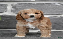 Cockapoo dogs for sale: Shelby - Image 1