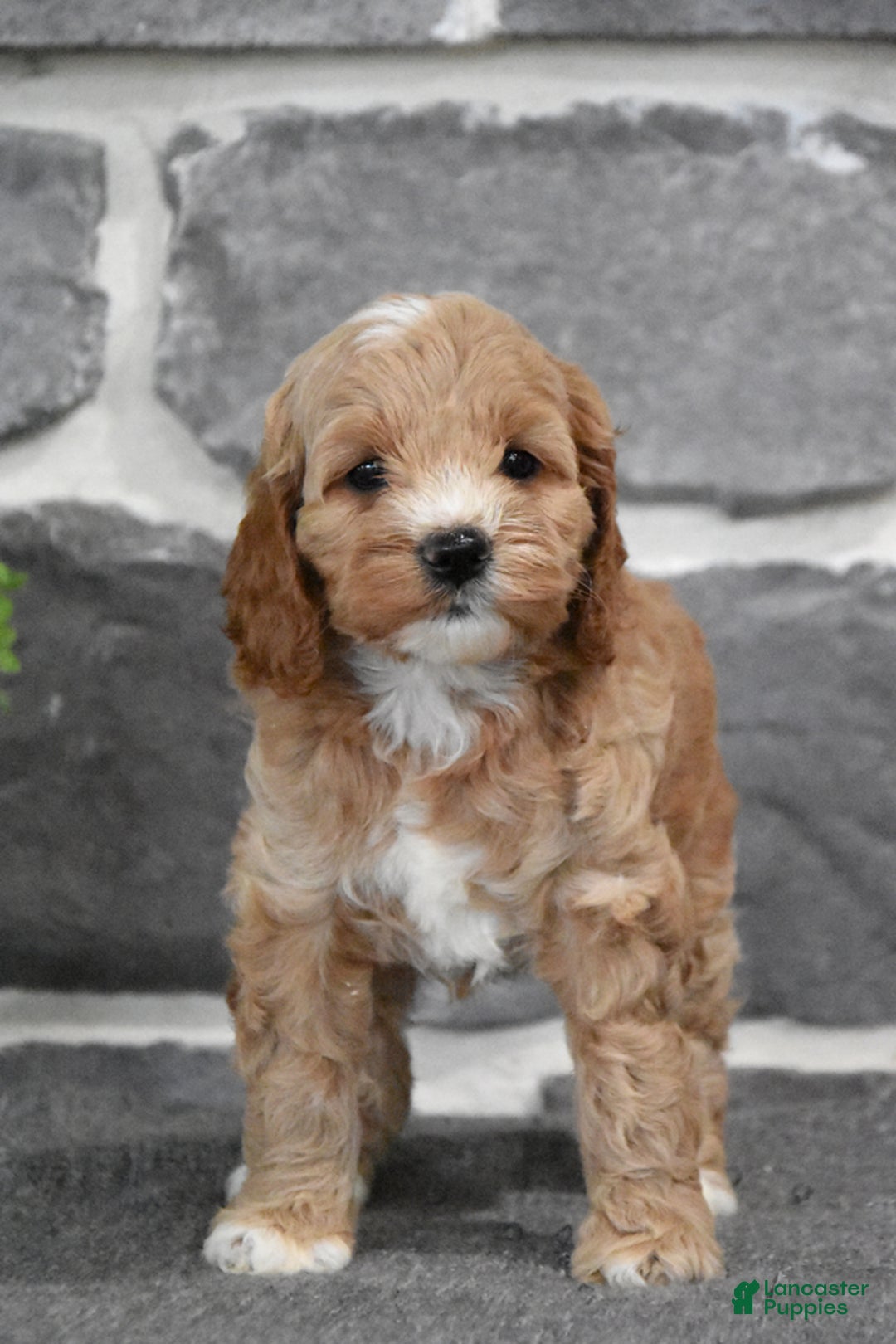 Cockapoo dogs for sale: Shelby - Image 1