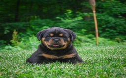 Rottweiler dogs for sale: Clair Bear - Image 13