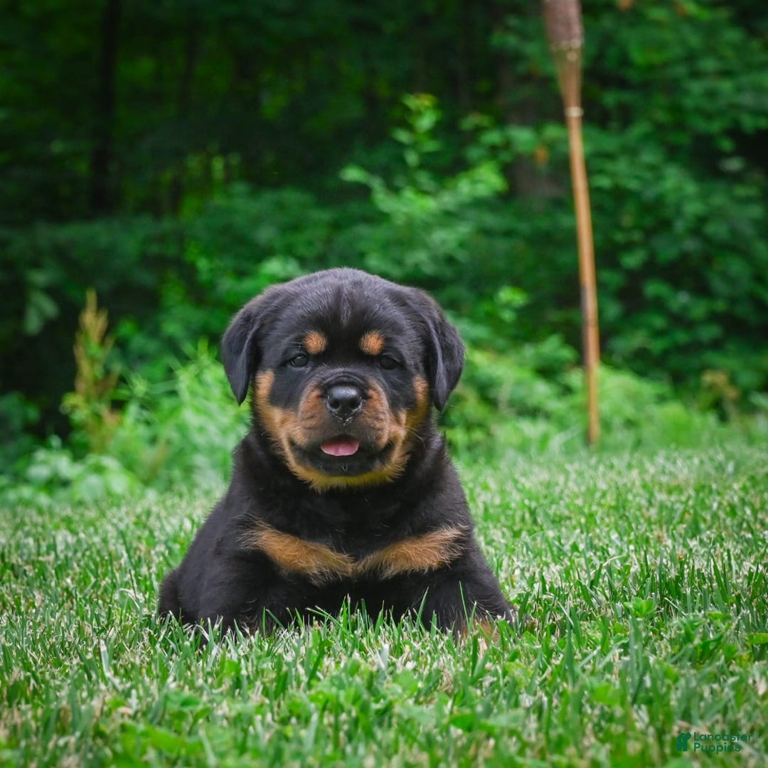 Rottweiler dogs for sale: Clair Bear - Image 13