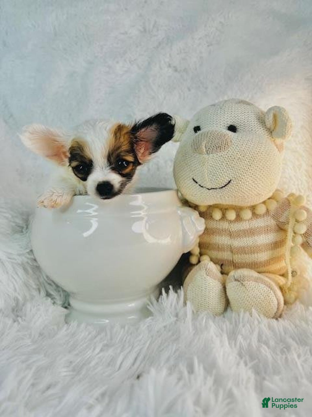 Chihuahua dogs for sale: Cutie - Image 1
