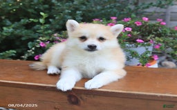 Pomsky dogs for sale: Ava - Image 5
