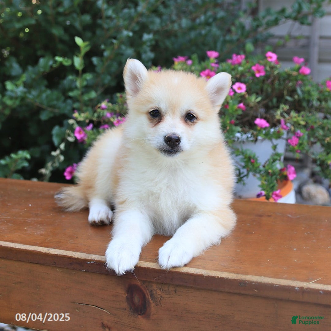 Pomsky dogs for sale: Ava - Image 5