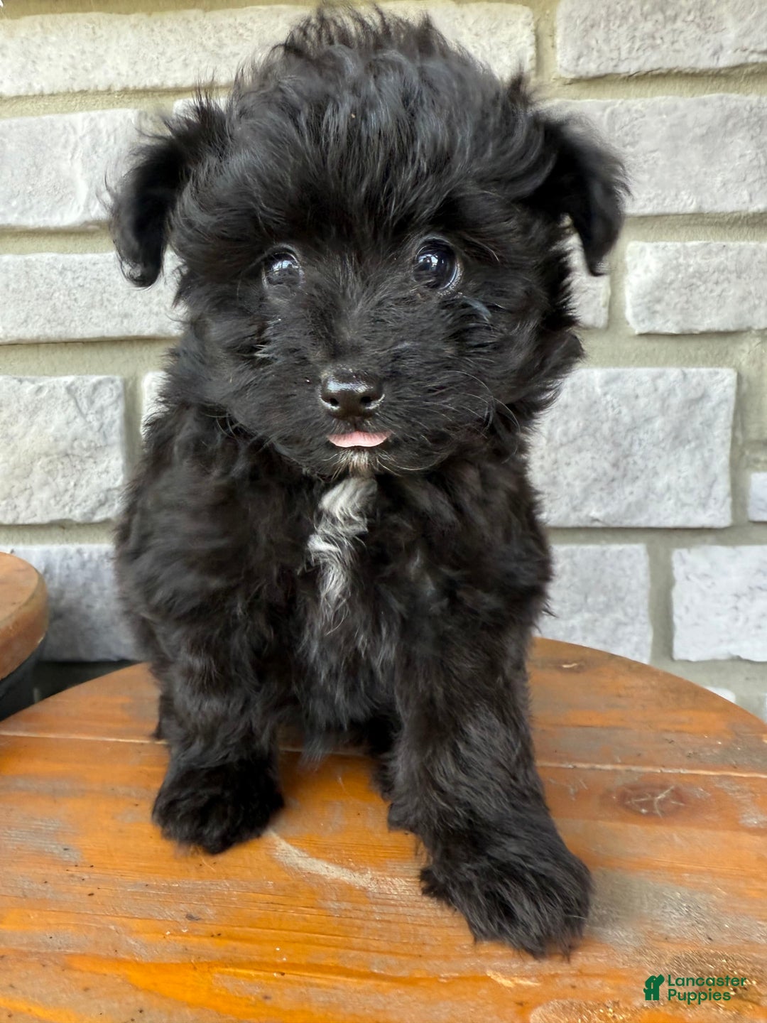 Pomapoo dogs for sale: Maddy - Image 4