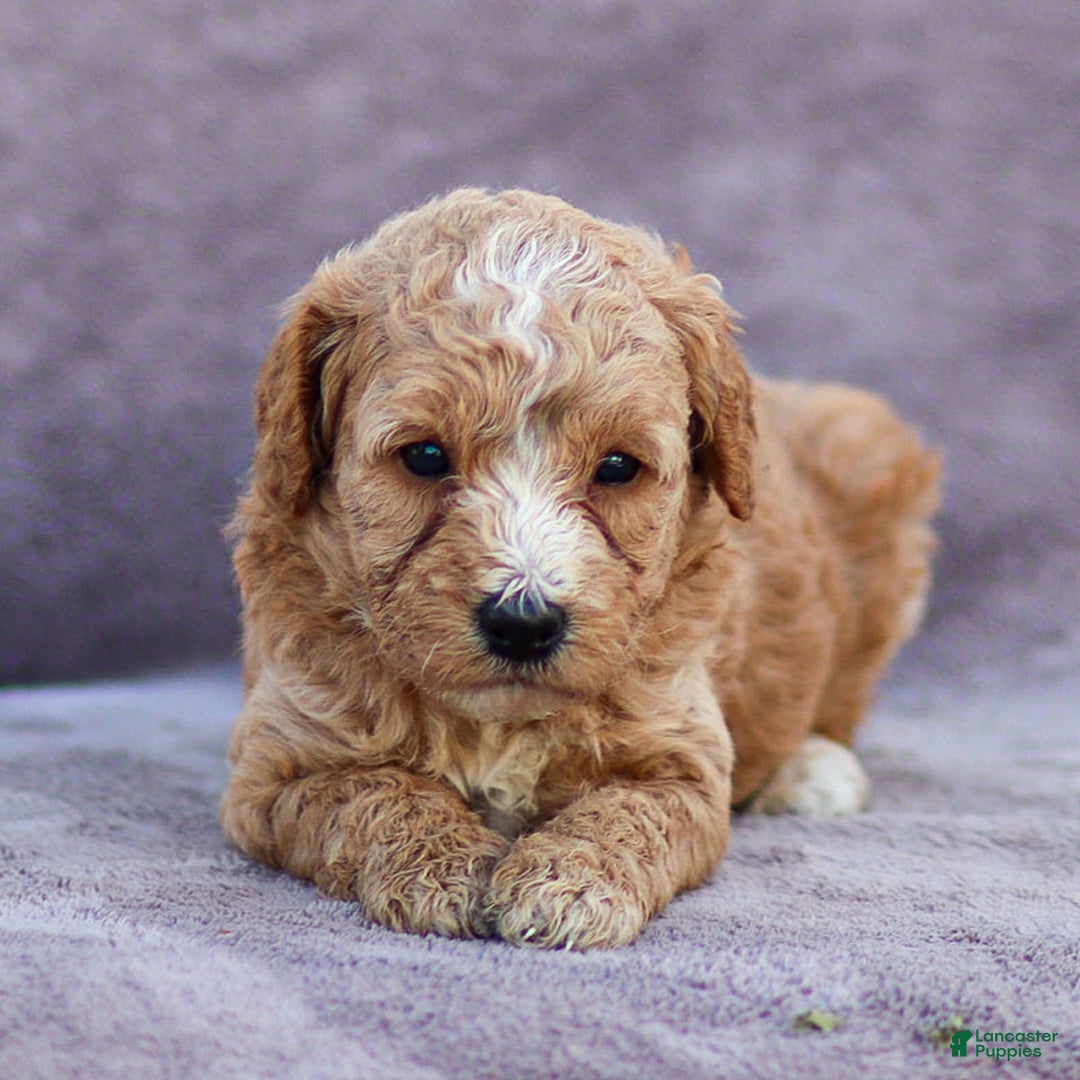 Goldendoodle dogs for sale: Ocean - Image 3