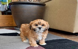 Lhasa Apso dogs for sale: Lacy - Image 3