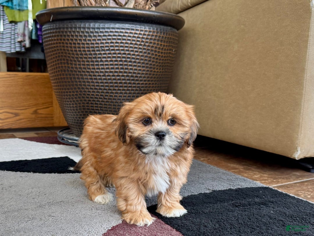 Lhasa Apso dogs for sale: Lacy - Image 3