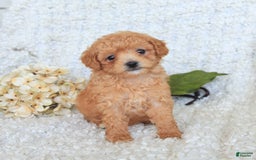 Toy Poodle dogs for sale: Bodhi - Image 5