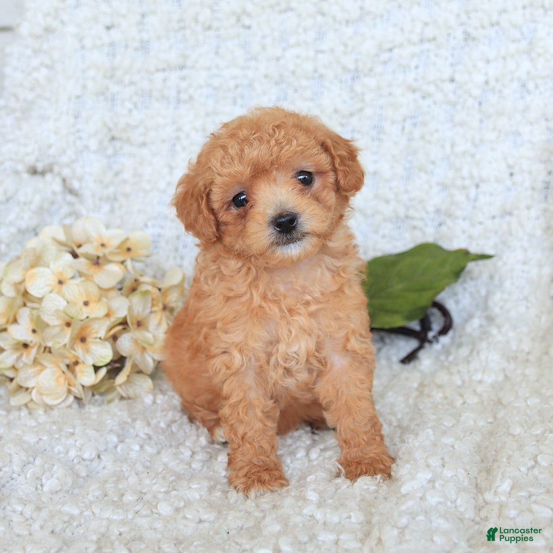 Toy Poodle dogs for sale: Bodhi - Image 5